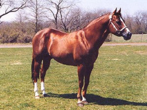 quarter_horse_3.jpg